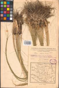 Ковыль Залесского Wilensky, Восточная Европа, Восточный район (E10) (Россия)