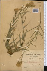 Gelasia ensifolia (M.Bieb.) Zaika, Sukhor. & N.Kilian, Средняя Азия и Казахстан, Северный и Центральный Казахстан (M10) (Казахстан)