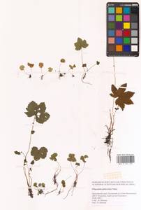 Таволга гладчайшая (Nakai) Nakai, Сибирь, Дальний Восток (S6) (Россия)