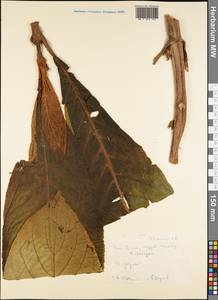 Magnoliopsida, Австралия и Океания (AUSTR) (Самоа)