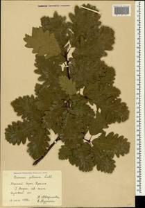 Дуб скальный (Matt.) Liebl., Крым (KRYM) (Россия)