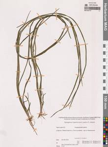 Sparganium × probatovae Tzvelev, Сибирь, Чукотка и Камчатка (S7) (Россия)