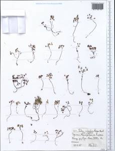 Sedum crassularia Raym.-Hamet, Африка (AFR) (Эфиопия)