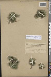 Selaginella graniticola Jie Yang bis & X.C.Zhang, Сибирь, Дальний Восток (S6) (Россия)