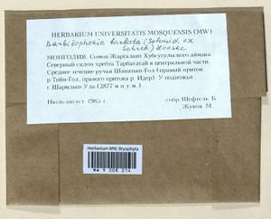 Barbilophozia barbata (Schmidel ex Schreb.) Loeske, Гербарий мохообразных, Мхи - Азия (вне границ бывшего СССР) (BAs) (Монголия)