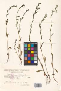 Буглосоидес полевой, Воробейник полевой (L.) I.M.Johnst., Восточная Европа, Московская область и Москва (E4a) (Россия)