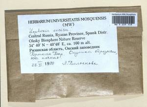 Lophoziopsis excisa (Dicks.) Konstant. & Vilnet, Гербарий мохообразных, Мхи - Центральное Нечерноземье (B6) (Россия)