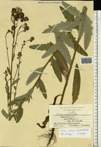 Cirsium arvense var. vestitum Wimm. & Grab., Восточная Европа, Центральный район (E4) (Россия)