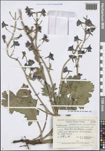 Живокость горолюбивая Huth, Средняя Азия и Казахстан, Памир и Памиро-Алай (M2) (Узбекистан)