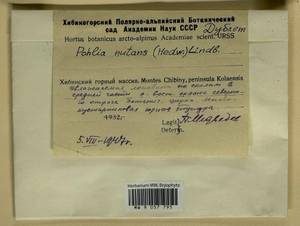 Pohlia nutans (Hedw.) Lindb., Гербарий мохообразных, Мхи - Карелия, Ленинградская и Мурманская области (B4) (Россия)