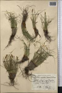 Carex capillifolia (Decne.) S.R.Zhang, Средняя Азия и Казахстан, Памир и Памиро-Алай (M2) (Таджикистан)