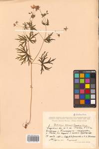 Герань даурская DC., Сибирь, Дальний Восток (S6) (Россия)