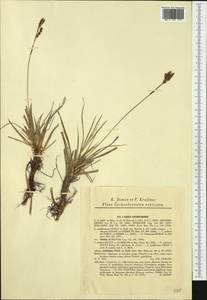 Carex rhizina subsp. rhizina, Западная Европа (EUR) (Чехия)