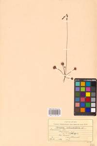 Росянка круглолистная L., Восточная Европа, Западный район (E3) (Россия)