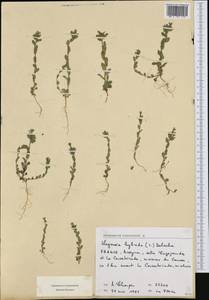 Легузия гибридная (L.) Delarbre, Западная Европа (EUR) (Франция)