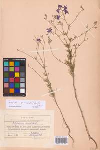 Delphinium consolida subsp. paniculatum (Host) N.Busch, Восточная Европа, Ростовская область (E12a) (Россия)