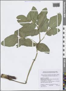 Макроселинум широколистный (M.Bieb.) Schur, Восточная Европа, Центральный лесостепной район (E6) (Россия)