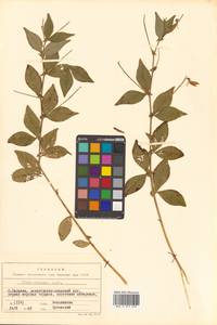 Горошек однопарный A.Braun, Сибирь, Дальний Восток (S6) (Россия)