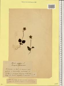 Одноцветка крупноцветковая (L.) A. Gray, Восточная Европа, Белоруссия (E3a) (Белоруссия)