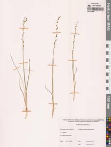 Триостренник болотный L., Сибирь, Чукотка и Камчатка (S7) (Россия)