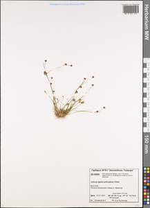 Juncus alpinoarticulatus subsp. rariflorus (Hartm.) Holub, Сибирь, Центральная Сибирь (S3) (Россия)