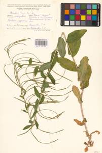 Pseudoturritis turrita (L.) Al-Shehbaz, Восточная Европа, Молдавия (E13a) (Молдавия)