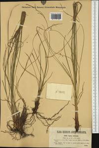 Carex austroalpina Bech., Западная Европа (EUR) (Италия)