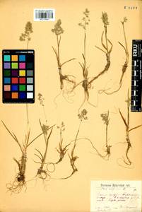 Мятлик альпийский L., Сибирь, Прибайкалье и Забайкалье (S4) (Россия)