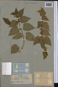 Яснотка белая, Глухая крапива L., Западная Европа (EUR) (Неизвестно)