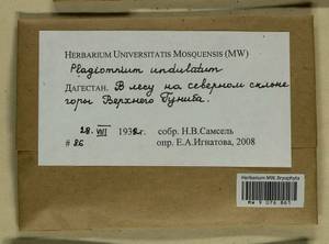 Plagiomnium undulatum (Hedw.) T.J. Kop., Гербарий мохообразных, Мхи - Северный Кавказ и Предкавказье (B12) (Россия)