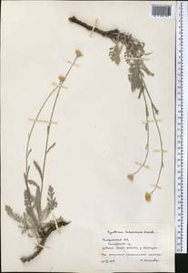Tanacetum hissaricum (Krasch.) K. Bremer & Humphries, Средняя Азия и Казахстан, Памир и Памиро-Алай (M2) (Таджикистан)