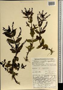 Вероника ключевая, Вероника водная L., Монголия (MONG) (Монголия)