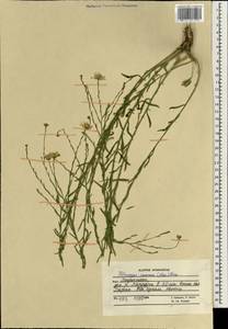 Heteropappus altaicus var. canescens (Nees) Serg., Зарубежная Азия (ASIA) (Афганистан)