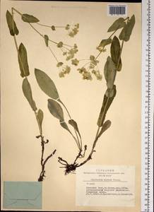 Володушка золотистая Fisch., Сибирь, Алтай и Саяны (S2) (Россия)