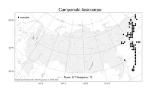 Campanula lasiocarpa, Колокольчик шершавоплодный Cham., Атлас флоры России (FLORUS) (Россия)
