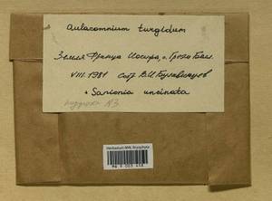 Aulacomnium turgidum (Wahlenb.) Schwägr., Гербарий мохообразных, Мхи - Архангельская и Вологодская области, Коми, Ненецкий АО (B7) (Россия)
