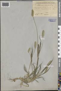 Щетинник зеленый (L.) P.Beauv., Средняя Азия и Казахстан, Прикаспийский Устюрт и Северное Приаралье (M8) (Казахстан)