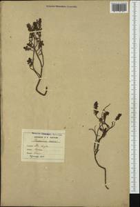 Thymelaea dioica (Gouan) All., Западная Европа (EUR) (Франция)
