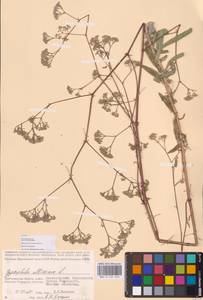 Качим высочайший L., Восточная Европа, Нижневолжский район (E9) (Россия)