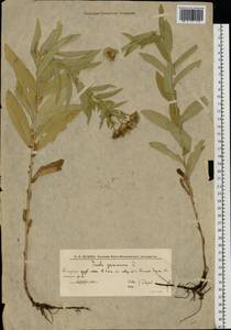 Pentanema germanicum (L.) D. Gut. Larr., Santos-Vicente, Anderb., E. Rico & M. M. Mart. Ort., Восточная Европа, Нижневолжский район (E9) (Россия)