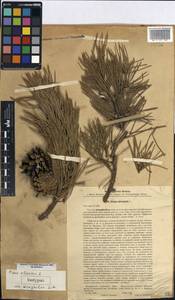 Pinus sylvestris var. mongholica Litv., Зарубежная Азия (ASIA) (КНР)