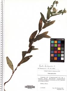 Pentanema britannicum (L.) D. Gut. Larr., Santos-Vicente, Anderb., E. Rico & M. M. Mart. Ort., Восточная Европа, Средневолжский район (E8) (Россия)