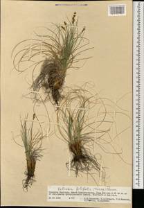 Carex macroprophylla (Y.C.Yang) S.R.Zhang, Монголия (MONG) (Монголия)