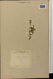 Astragalus lineatus Lam., Кавказ, Турецкий Кавказ (K7) (Турция)