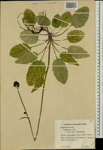Hieracium jurassicum subsp. translucens (Arv.-Touv.) Greuter, Восточная Европа, Северо-Западный район (E2) (Россия)