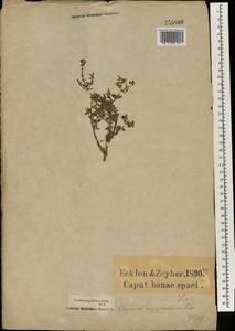 Ocimum serpyllifolium Forssk., Африка (AFR) (ЮАР)