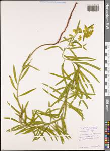 Молочай лозный, Молочай прутьевидный Waldst. & Kit., Восточная Европа, Московская область и Москва (E4a) (Россия)