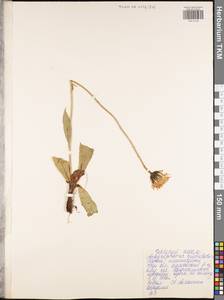 Trommsdorffia maculata subsp. maculata, Восточная Европа, Центральный район (E4) (Россия)