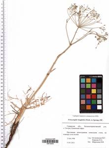Ferula longifolia Fisch. ex Spreng., Восточная Европа, Средневолжский район (E8) (Россия)