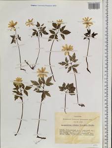 Ветреница алтайская Fisch. ex C.A.Mey., Сибирь, Алтай и Саяны (S2) (Россия)